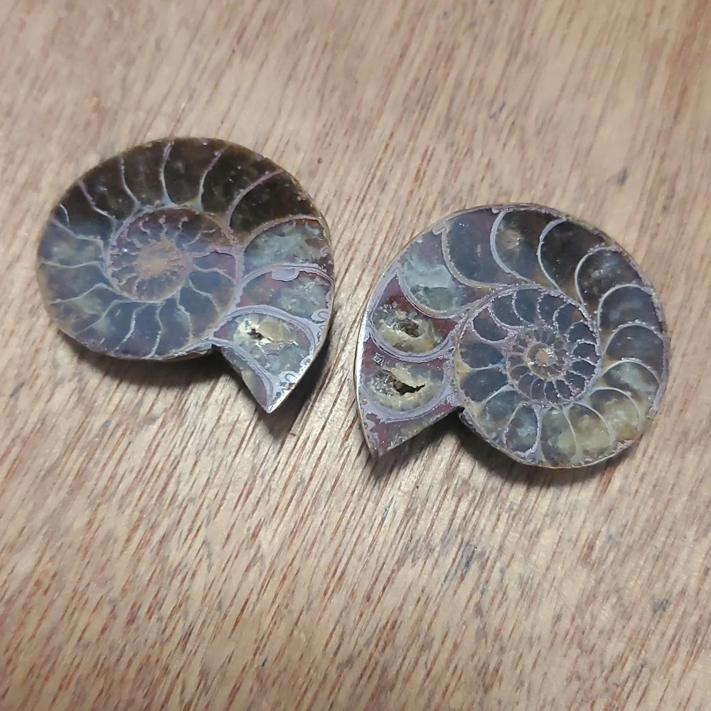 N/A beautiful ammonite